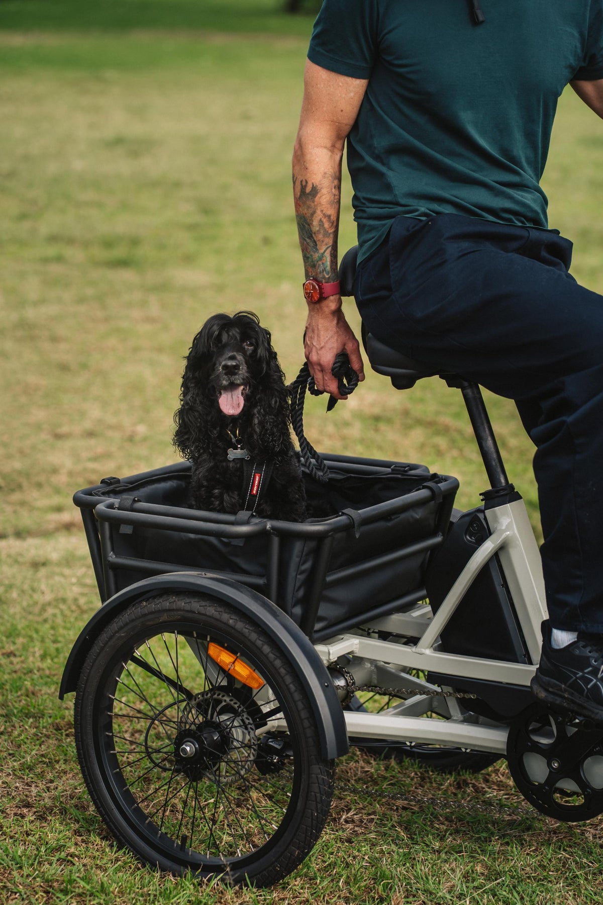 Lifestyle detail shot of a cyclist holding a dog leash while riding a cream Vamos electric cargo tricycle with a pet in the rear basket.