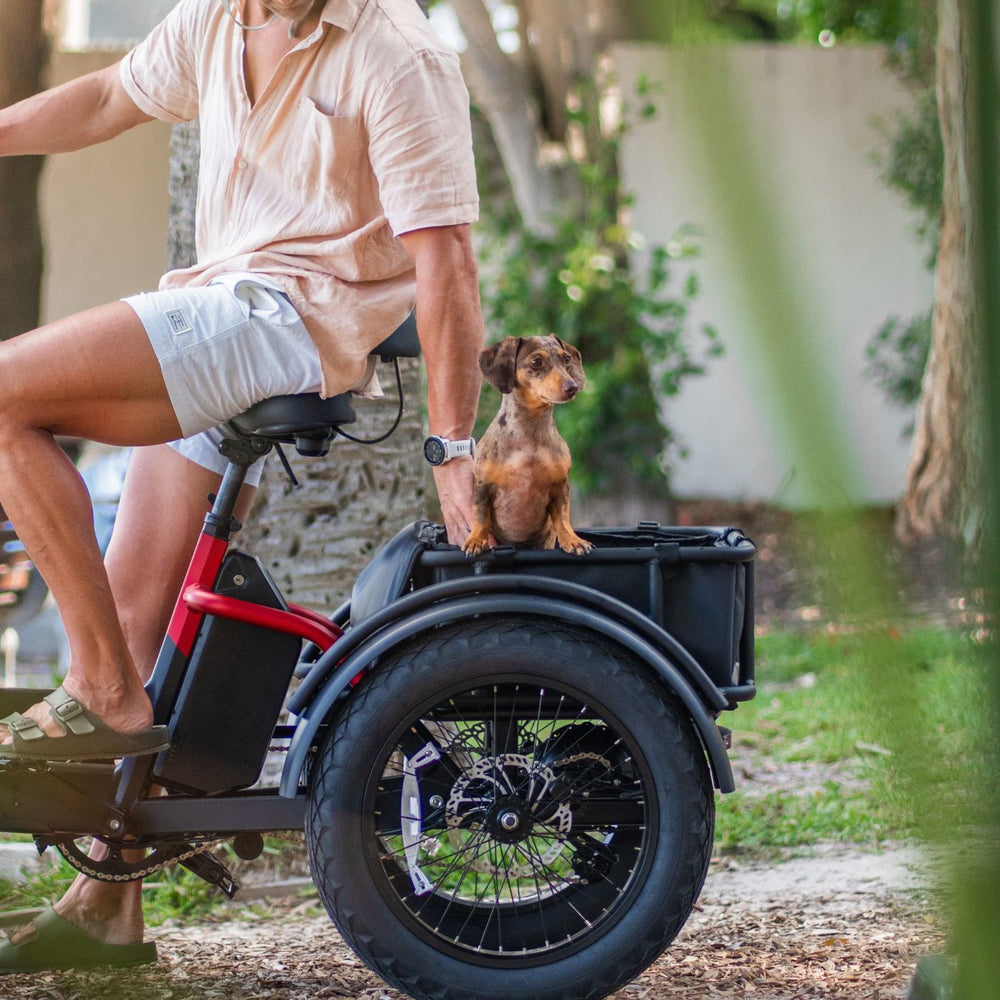 Small dachshund sitting in the rear cargo rack of a red Vamos electric tricycle next to its rider outdoors.