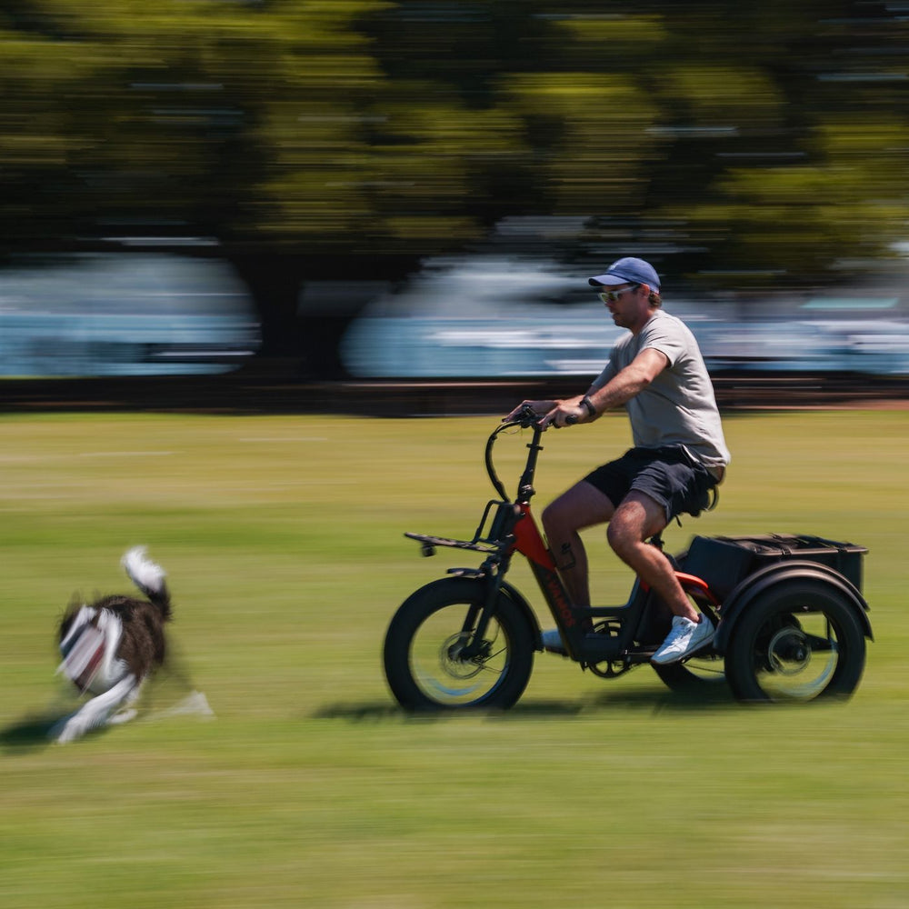 Man riding a red and black Vamos electric tricycle across a grassy field alongside a running border collie.