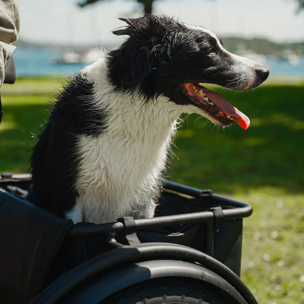 Close-up of a wet border collie riding happily in the rear cargo rack of a Vamos electric tricycle near the water.