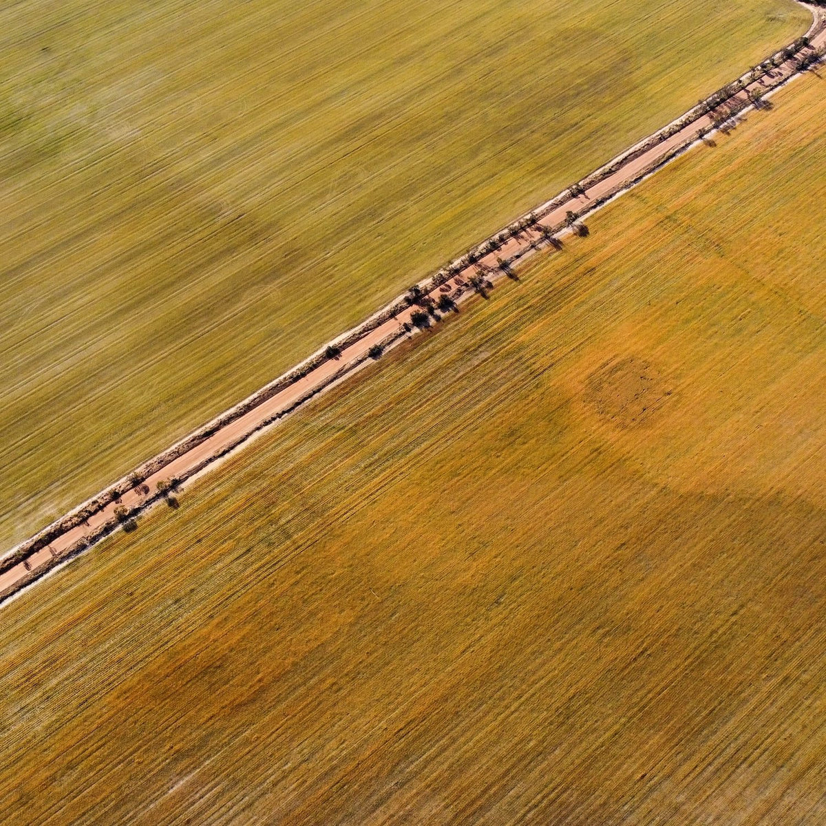 Aerial view of a straight dirt road dividing large, textured agricultural fields with diagonal crop rows and scattered small trees