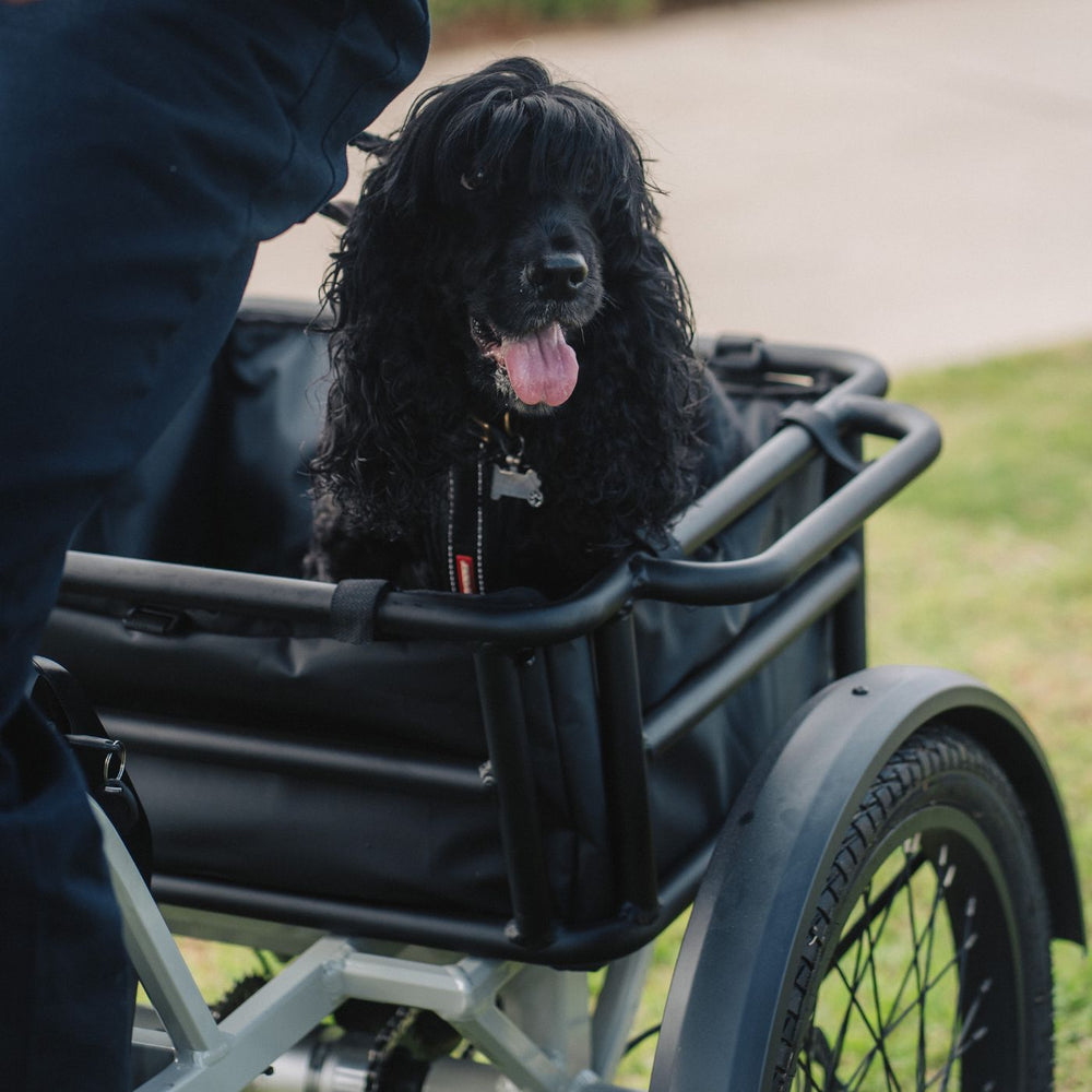 Detail shot of a pet dog enjoying a ride in the rear cargo basket of a cream Vamos electric tricycle outdoors.